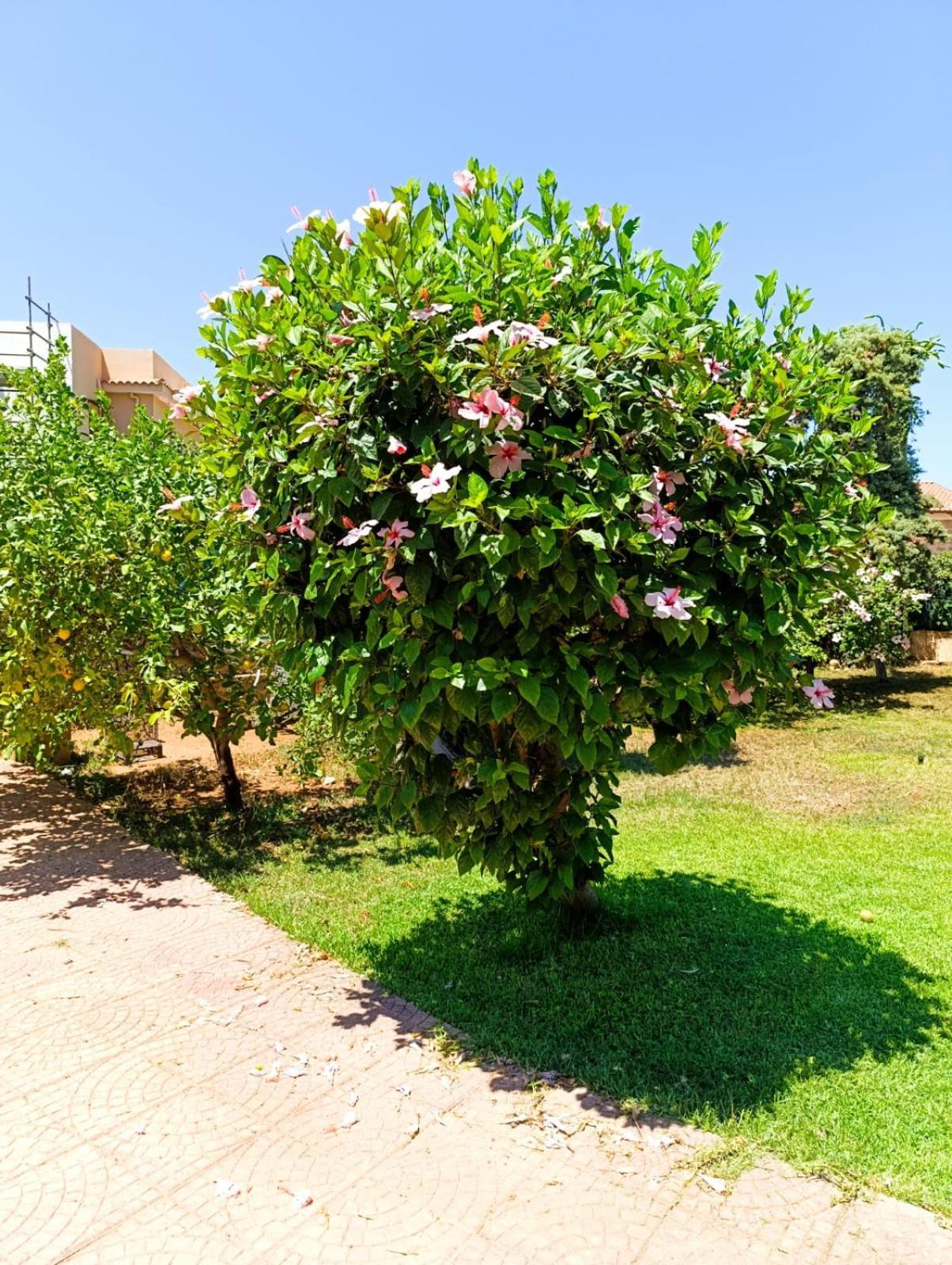 Willa Garden House Mondello Palermo Zewnętrze zdjęcie